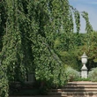 Kép 1/5 - Alnus incana 'Pendula' – Csüngő hamvas éger