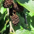 Kép 5/5 - Alnus incana 'Pendula' – Csüngő hamvas éger