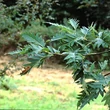 Kép 4/5 - Alnus rubra 'Pinnatisecta' – Éger