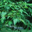 Kép 3/5 - Alnus rubra 'Pinnatisecta' – Éger