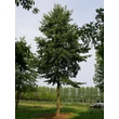 Kép 4/4 - Alnus x spaethii - Lándzsáslevelű éger