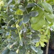Kép 2/2 - Caragana arborescens 'Pendula' - Csüngő borsófa