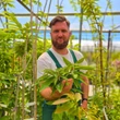 Kép 2/2 - Castanea sativa 'Nagymarosi 37' – Szelídgesztenye