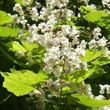 Kép 2/2 - Catalpa bignonioides 'Aurea' – Arany lombú szivarfa