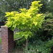 Kép 1/2 - Catalpa bignonioides 'Aurea' – Arany lombú szivarfa
