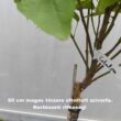 Kép 4/4 - Catalpa bignonioides 'Nana' - Gömbkoronájú szivarfa
