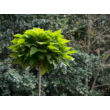 Kép 3/5 - Catalpa bignonioides 'Nana' - Gömbkoronájú szivarfa - képek rendelés vásárlás a Megyeri Szabolcs Kertészeti webáruházban.