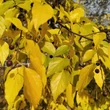 Kép 4/4 - Celtis occidentalis – Nyugati ostorfa