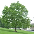 Kép 1/4 - Celtis occidentalis – Nyugati ostorfa