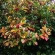 Kép 1/2 - Crataegus persimilis – Szilvalevelű galagonya