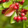 Kép 2/2 - Crataegus persimilis – Szilvalevelű galagonya