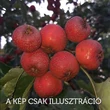 Kép 1/2 - Crataegus pinnatifida 'Karmazsin' – Kínai galagonya