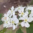 Kép 2/2 - Crataegus punctata 'Aurea' – Galagonya