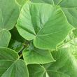 Kép 1/5 - Paulownia Cotevisa2 - Fagytűrő császárfa