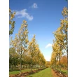 Kép 4/6 - Fraxinus excelsior 'Westhof's Glorie' – Magas kőris