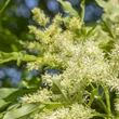 Kép 2/7 - Fraxinus ornus 'Obelisk'- Oszlopos virágos kőris