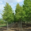 Kép 4/7 - Fraxinus ornus 'Obelisk'- Oszlopos virágos kőris