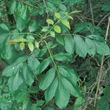 Kép 1/2 - Fraxinus angustifolia subsp. pannonica – Magyar kőris