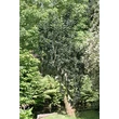 Kép 2/6 - Fraxinus excelsior 'Crispa' – Magas kőris