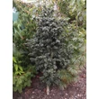 Kép 3/6 - Fraxinus excelsior 'Crispa' – Magas kőris