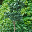 Kép 4/6 - Fraxinus excelsior 'Crispa' – Magas kőris