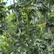 Kép 5/6 - Fraxinus excelsior 'Crispa' – Magas kőris