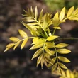 Kép 2/4 - Fraxinus excelsior 'Foliis Aureis' – Magas kőris