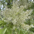 Kép 3/7 - Fraxinus ornus 'Obelisk'- Oszlopos virágos kőris