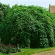 Kép 2/6 - Fraxinus excelsior 'Pendula' – Magas kőris
