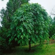 Kép 3/6 - Fraxinus excelsior 'Pendula' – Magas kőris