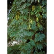 Kép 6/6 - Fraxinus excelsior 'Pendula' – Magas kőris