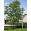 Kép 3/6 - Gleditsia triachantos 'Skyline' - Oszlopos krisztustövis