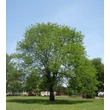 Kép 2/6 - Gleditsia triacanthos – Tövises lepényfa