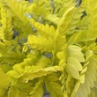 Kép 7/8 - Gleditsia triachantos 'Sunburst' - Sárga krisztustövis