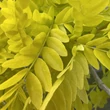 Kép 8/8 - Gleditsia triachantos 'Sunburst' - Sárga krisztustövis
