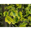 Kép 2/2 - Liriodendron tulipifera 'Aureomarginatum' - Sárga tarka levelű tulipánfa