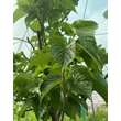 Kép 1/3 - Morus alba 'Macrophylla' - Nagylevelű eperfa