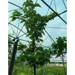 Kép 2/3 - Morus alba 'Macrophylla' - Nagylevelű eperfa