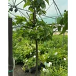 Kép 3/3 - Morus alba 'Macrophylla' - Nagylevelű eperfa