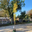 Kép 1/3 - Morus alba 'Pyramidalis' - Oszlopos eperfa