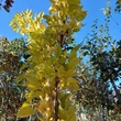 Kép 3/3 - Morus alba 'Pyramidalis' - Oszlopos eperfa