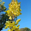 Kép 2/3 - Morus alba 'Pyramidalis' - Oszlopos eperfa