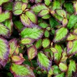 Kép 1/2 - Parrotia persica 'Persian Spire' – Perzsa varázsfa
