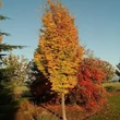 Kép 2/2 - Parrotia persica 'Persian Spire' – Perzsa varázsfa