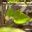 Kép 1/2 - Populus candicans x 'Aurora' – Fehér tarka levelű nyárfa