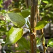 Kép 2/2 - Populus candicans x 'Aurora' – Fehér tarka levelű nyárfa