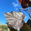 Kép 2/3 - Populus deltoides 'Purple Tower' - Oszlopos, vöröses-bordós levelű nyárfa