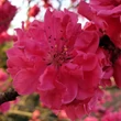 Kép 2/2 - Prunus persica 'Taoflora® Red' (syn.: 'Mintao 13') – Díszőszibarack