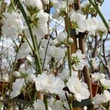 Kép 3/3 - Prunus persica 'Taoflora® White' (syn.: 'Mintao 2') – Díszőszibarack