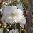 Kép 1/3 - Prunus persica 'Taoflora® White' (syn.: 'Mintao 2') – Díszőszibarack